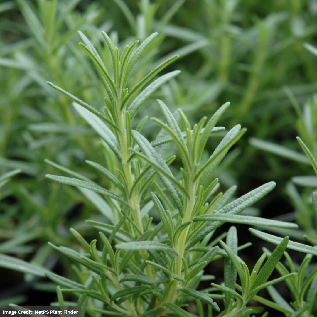 Rosemary – Arp – #1 Container